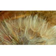 Quadro Decorativo Floral Contemporâneo Fotografico, Tela em Canvas na Horizontal, ideal para ambiente de Sala, Quarto e Hall (100x70 cm)
