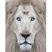 Quadro Decorativo Natureza Leão Tela em Canvas, na posição Vertical, ideal para ambiente de Sala, Quarto e Hall  (100x70 cm)