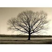 Quadro Decorativo Paisagem Contemporânea Fotografica, Tela em Canvas na Horizontal, ideal para ambiente de Sala, Quarto e Hall (100x70 cm)