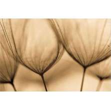 Quadro Decorativo Floral Contemporâneo Fotografico, Tela em Canvas na Horizontal, ideal para ambiente de Sala, Quarto e Hall (100x70 cm)