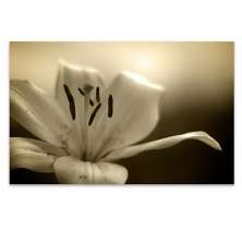 Quadro Decorativo Floral Fotografico Lirio Sepia, Tela em Canvas na Horizontal ideal para ambiente de Sala de estar, jantar, reuniões, Quarto e Hall de entrada