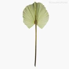 Folha Decorativa Leque Verde