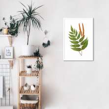Quadro Botânica Anemidictyon Phyllitidis 100x70 Caixa Branco