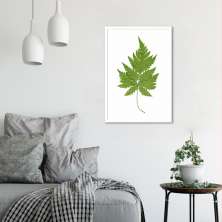 Quadro Botânica Aspidium Cicutarium 100x70 Caixa Branco