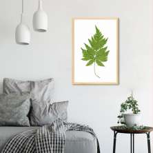 Quadro Botânica Aspidium Cicutarium 43x30 Caixa Marfim