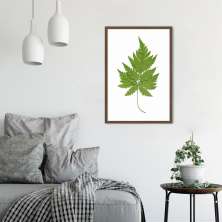 Quadro Botânica Aspidium Cicutarium 43x30 Caixa Marrom