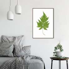 Quadro Botânica Aspidium Cicutarium 43x30 Filete Marrom