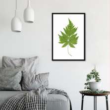 Quadro Botânica Aspidium Cicutarium 86x60 Caixa Preto