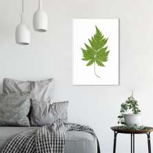 Quadro Botânica Aspidium Cicutarium 86x60 Filete Branco