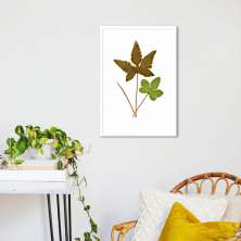 Quadro Botânica Hemionitis Palmata 100x70 Caixa Branco