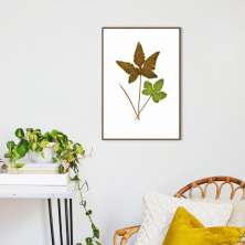 Quadro Botânica Hemionitis Palmata 100x70 Filete Marrom