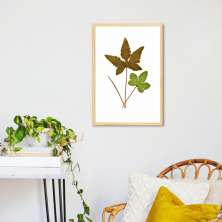 Quadro Botânica Hemionitis Palmata 43x30 Caixa Marfim