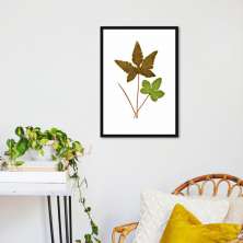 Quadro Botânica Hemionitis Palmata 86x60 Caixa Preto