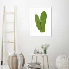Quadro Botânica Polypodium Musaefolium 100x70 Caixa Branco