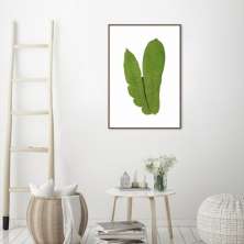 Quadro Botânica Polypodium Musaefolium 100x70 Filete Marrom
