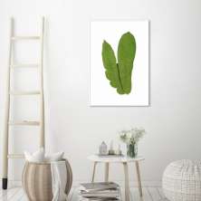 Quadro Botânica Polypodium Musaefolium 43x30 Filete Branco