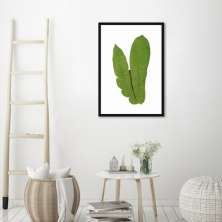 Quadro Botânica Polypodium Musaefolium 60x43 Caixa Preto