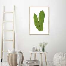 Quadro Botânica Polypodium Musaefolium 60x43 Filete Marfim