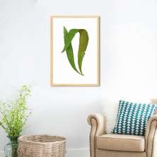 Quadro Botânica Polypodium Nitidum 43x30 Caixa Marfim