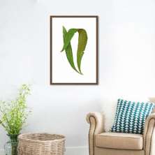 Quadro Botânica Polypodium Nitidum 43x30 Caixa Marrom