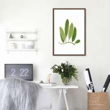 Quadro Botânica Polypodium Squamulosum 60x43 Caixa Marrom