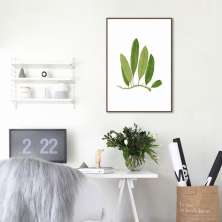 Quadro Botânica Polypodium Squamulosum 60x43 Filete Marrom