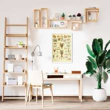 Quadro Vintage Crustáceos 43x30 Caixa Branco