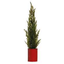Mini Árvore de Natal Pinheiro Verde 50 cm
