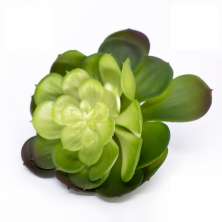 Suculenta Planta Artificial Verde 14x16 cm - D'Rossi
