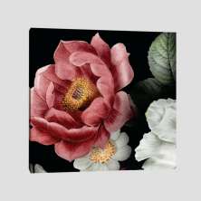Quadro Camélia Rosa I Tela No Chassi 60X60Cm