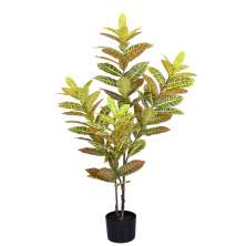 Planta Decorativa Croton Real Toque X4 Verde