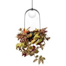 Pendente Jabuti Square com Globo de Ø10cm e Suporte para Plantas Cor Preto para 1 Lãmpada LED G9