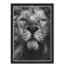 Quadro Caixa Lion Eye