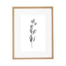 Quadro Decorativo Botanic II Marrom e Branco