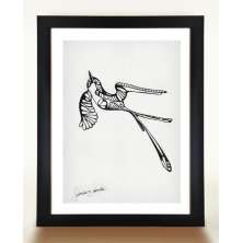 Gravura HUMMINGBIRD