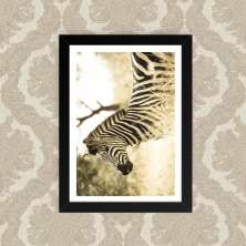 Quadro Zebra Sépia 23X33cm