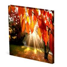 Tela Canvas Nerderia  30X30