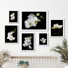 Kit 6 Quadros Florais Fotografias Orquídeas