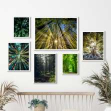 Kit 6 Quadros Fotografias Árvores Natureza - com vidro