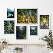 Kit 6 Quadros Fotografias Árvores Paisagens - com vidro