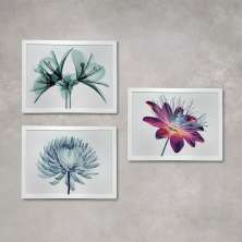 Conjunto com 3 Quadros Decorativos Raio-X Flores Branco 40 cm