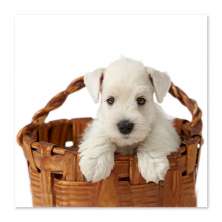 Quadro Cachorro Cesto Uniart Branco 45x45cm