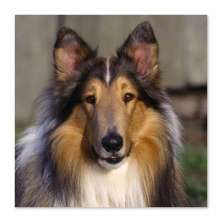 Quadro Cachorro Collie Uniart Marrom 45x45cm