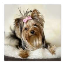 Quadro Cachorro Yorkshire Uniart Marrom 45x45cm