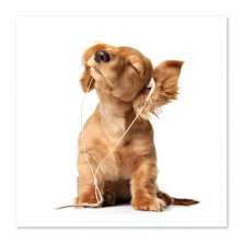 Quadro Cachorro com Fone Filhote Uniart Marrom 45x45cm