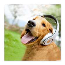 Quadro Cachorro com Fone Uniart Marrom 45x45cm