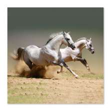 Quadro Cavalos Uniart Branco 45x45cm