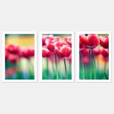 Quadro Novas Tulipas Moldura Branca 3 Peças